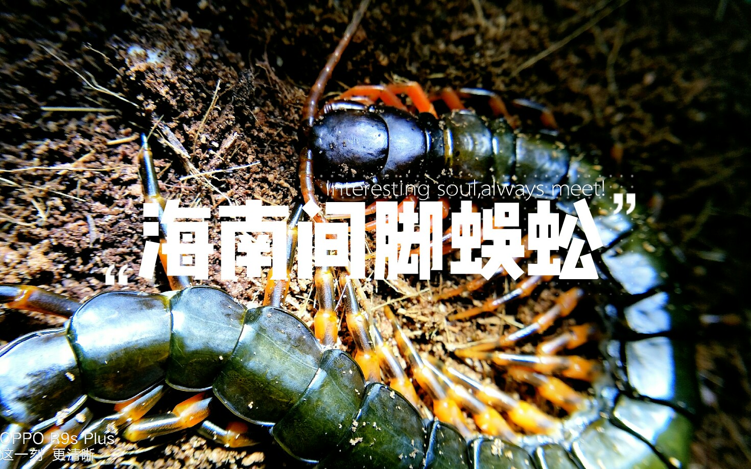 海南间脚蜈蚣VS图片