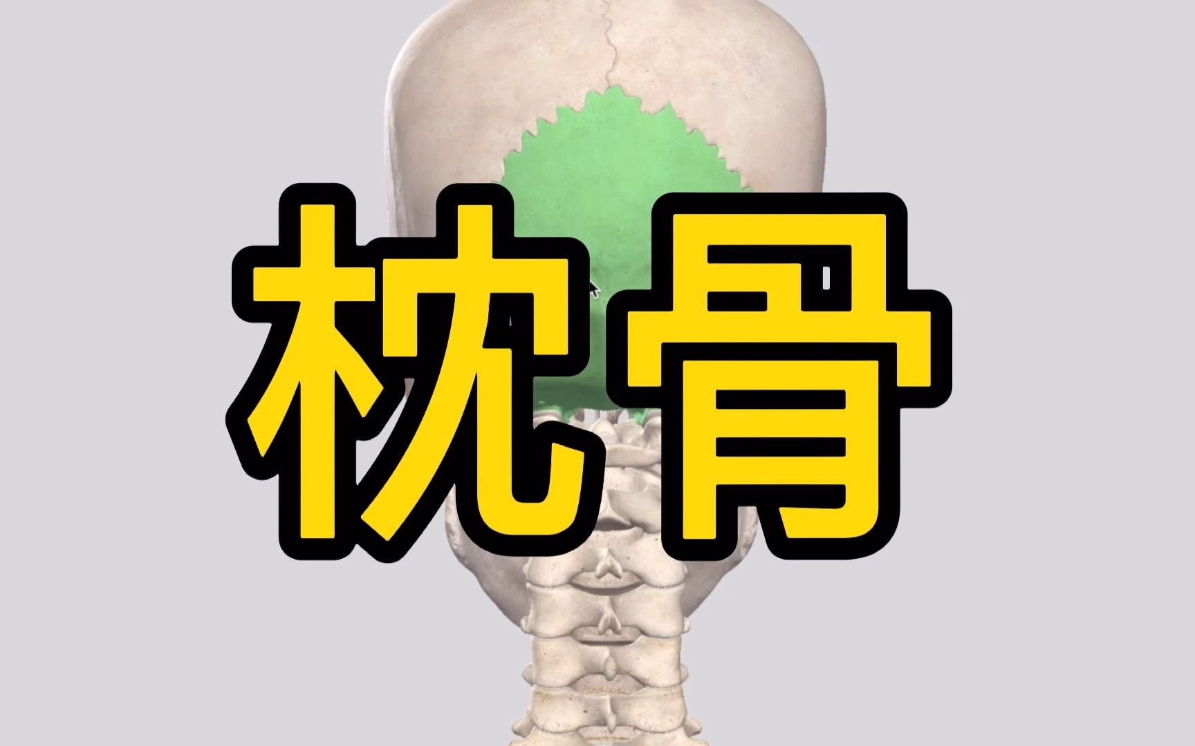 枕骨:斜方肌与竖脊肌的附着点