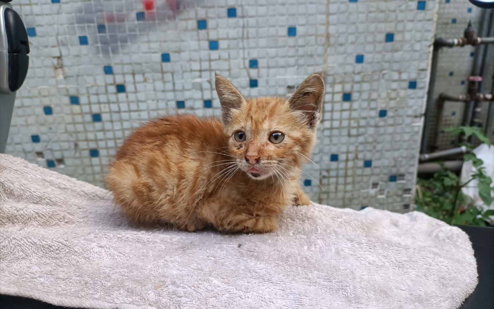 超级粘人的流浪麒麟尾小橘猫