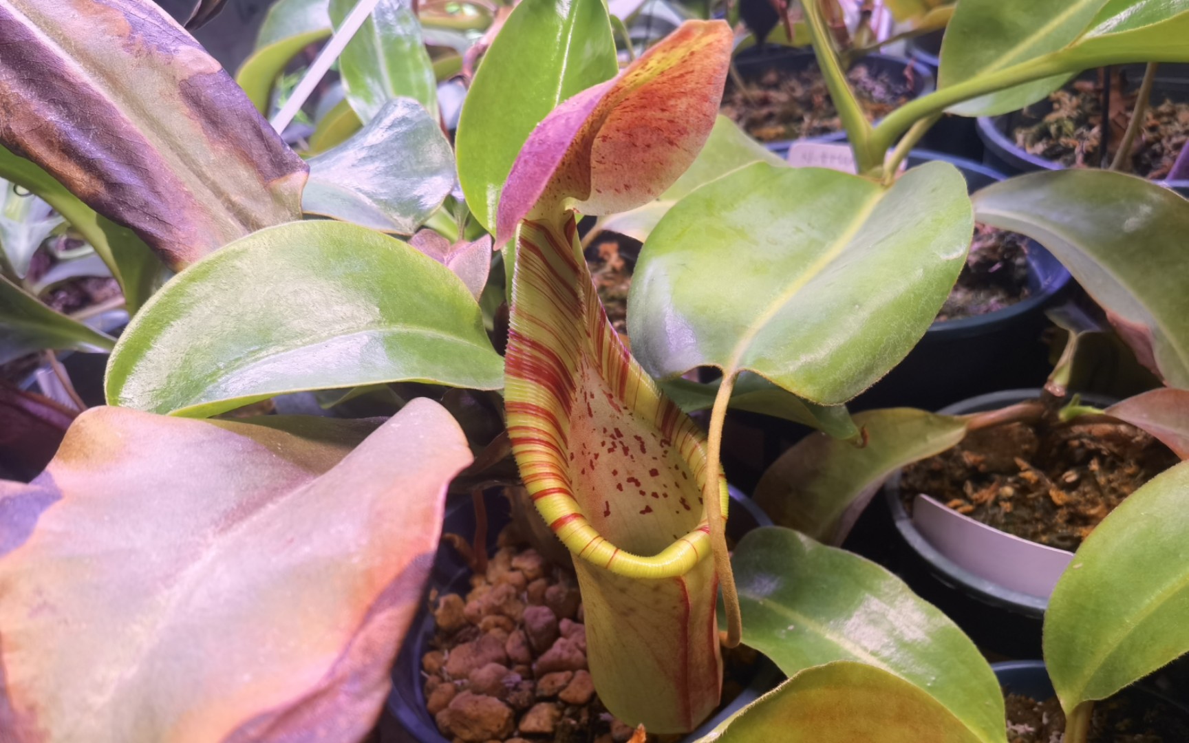 宝特交鞍型猪笼草翻唇之后