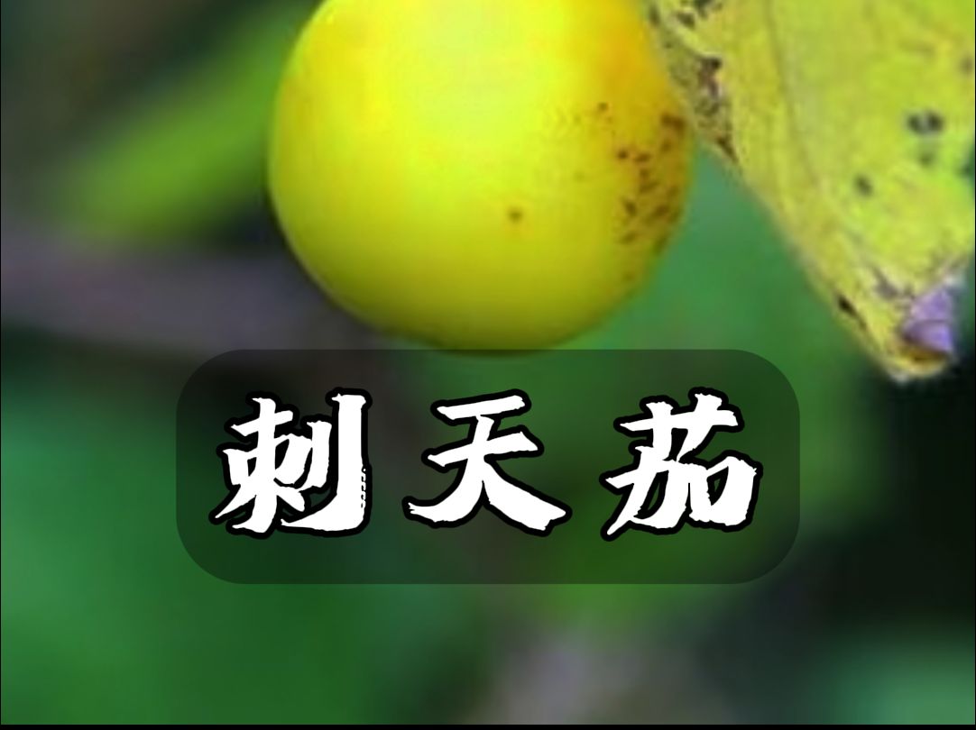 刺天茄哔哩哔哩bilibili