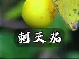 Download Video: 刺天茄