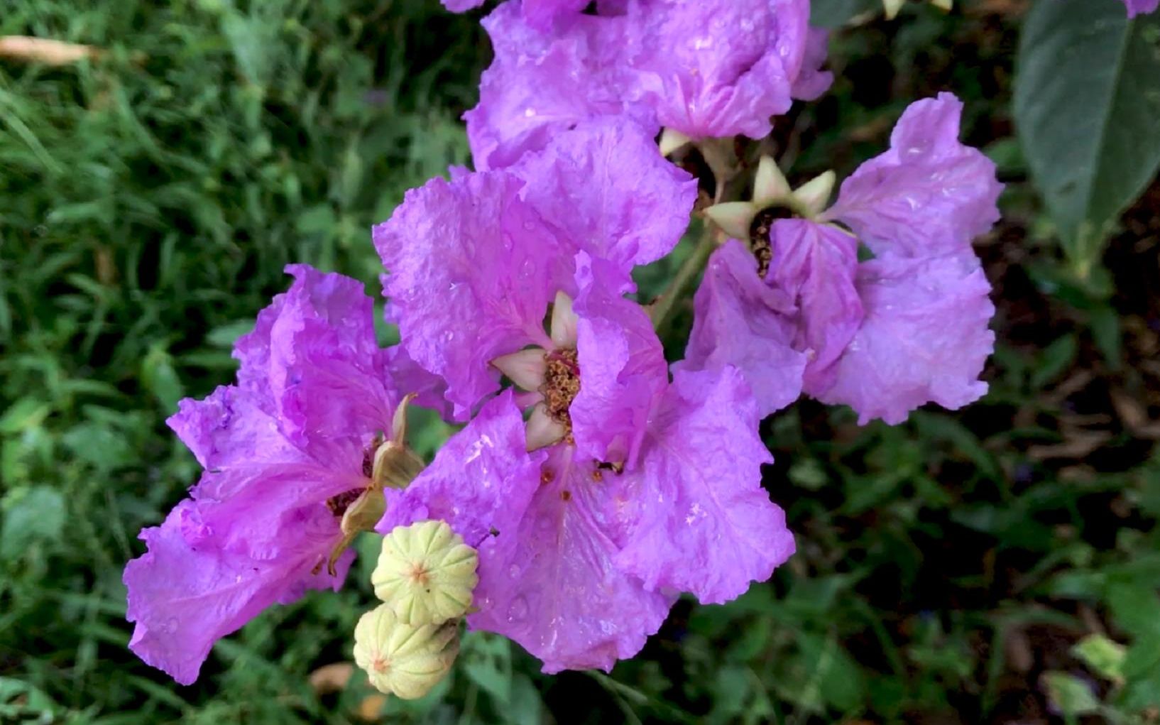 [图]大花紫薇 | 雨后紫花，晶莹剔透之感