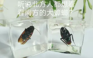 做大的昆虫标本 搜索结果 哔哩哔哩 Bilibili