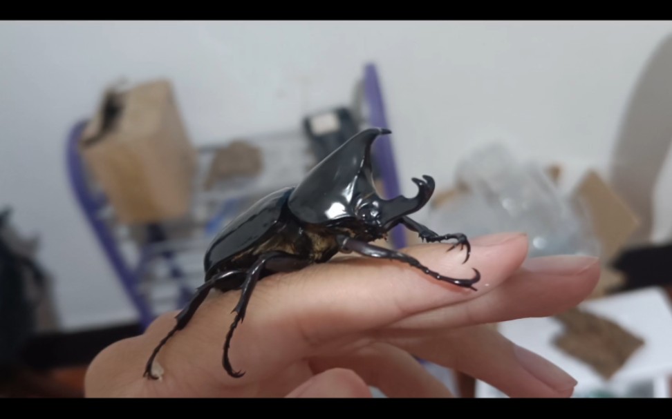 黑金刚1公2母,4只中扁,小苏门母虫,欧贝鲁l3后期,一共9只虫换点幼虫