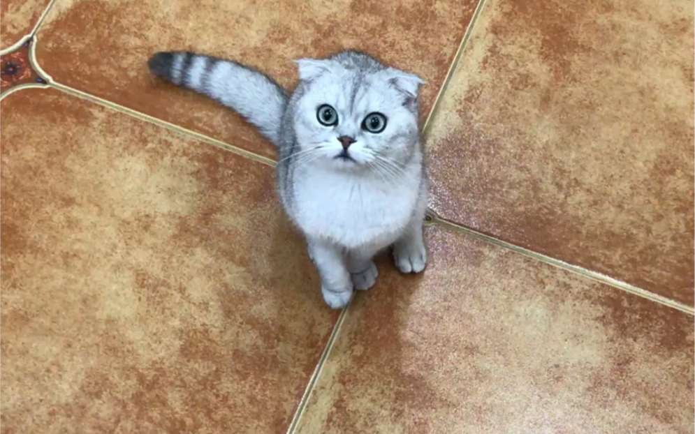 银渐层的飞机耳可爱到犯规啊