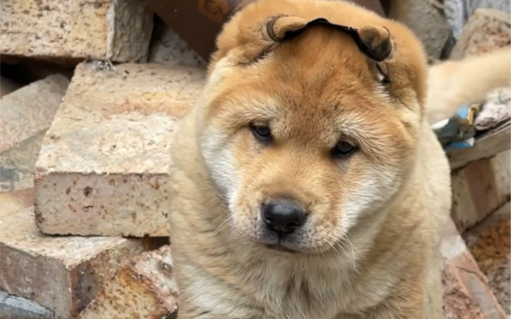 纯正中华田园犬
