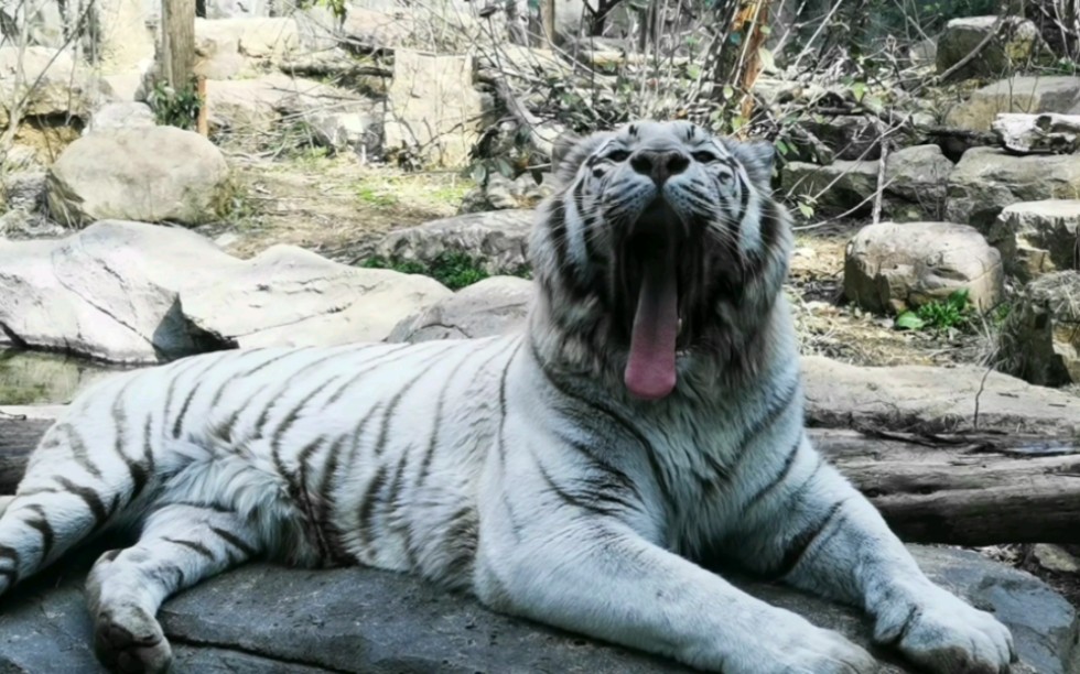 紅山森林動物園的一天