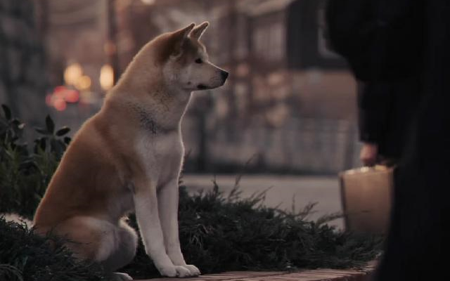 [图]Hachi: A Dog's Tale