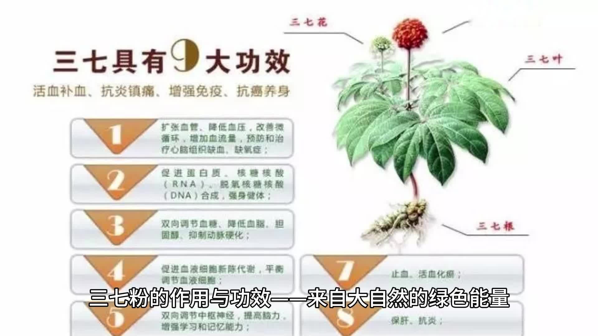 三七粉的作用与功效——来自大自然的绿色能量哔哩哔哩bilibili