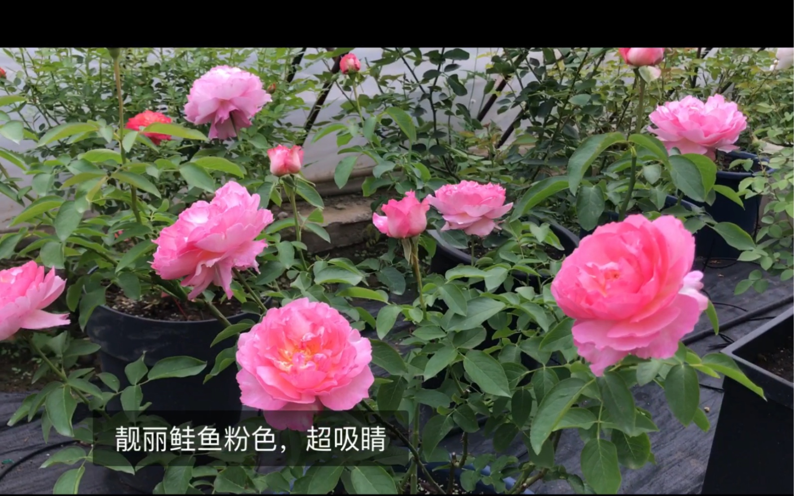 伊芙我推荐之三号夏娃靓丽鲑鱼粉色牡丹花型点亮你的花园