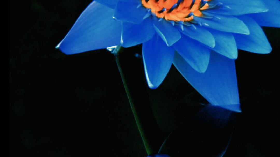 "蓝莲花"经典重温