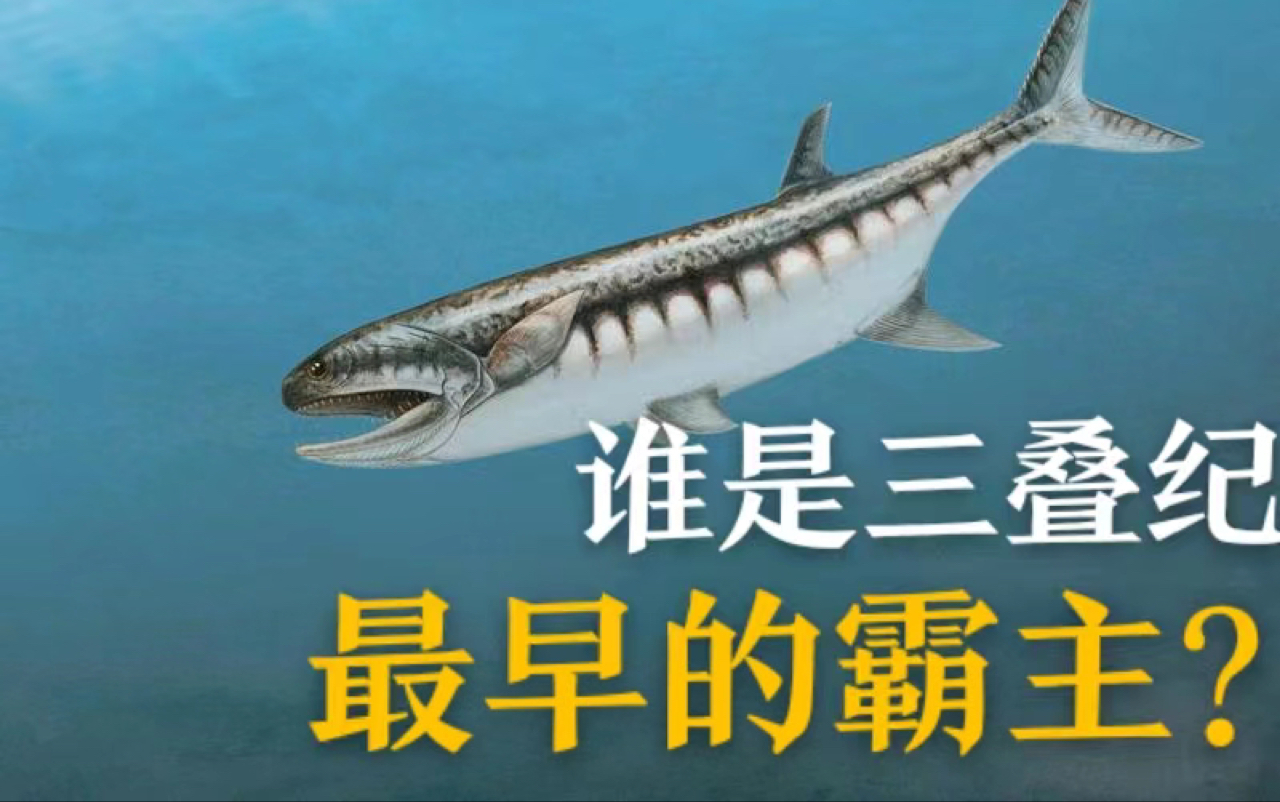 鱼龙一下海就是海洋霸主?三叠纪最早的海洋霸主是谁?哔哩哔哩bilibili