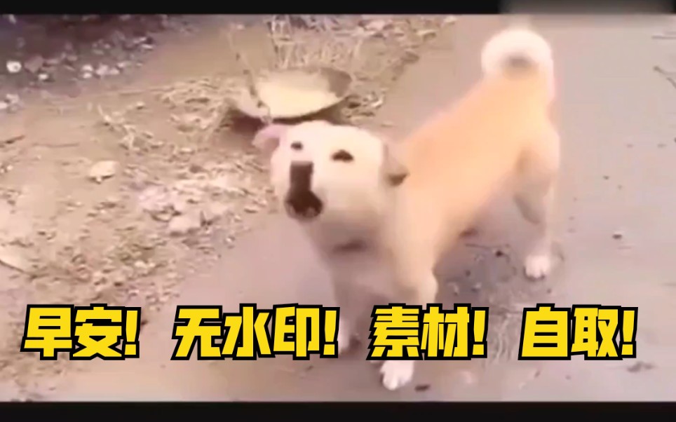 【早安打工人】无水印素材,带bgm!哔哩哔哩bilibili