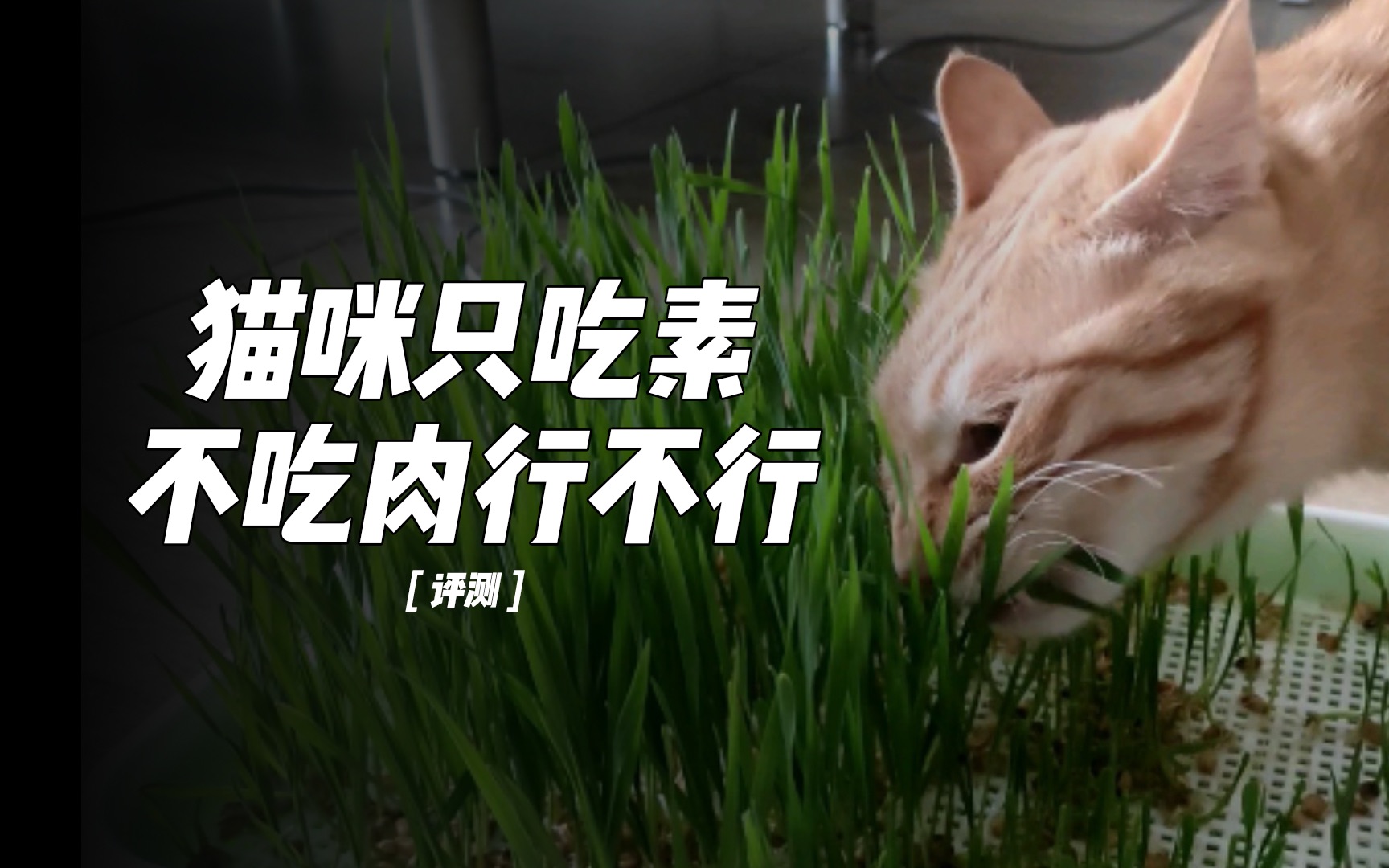 猫咪只吃素不吃肉到底行不行?