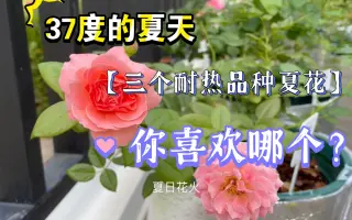 夏日花火 搜索结果 哔哩哔哩 Bilibili