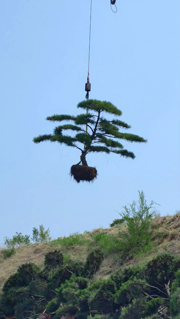 园林松 #庭院松 #松树 #造型松景观松 #精品景观松