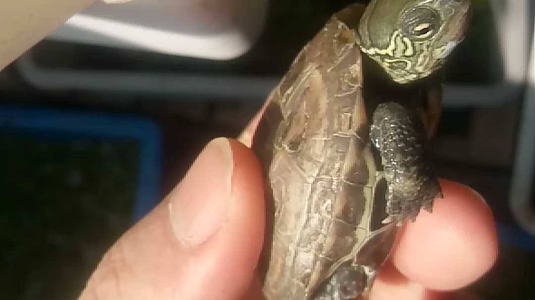 绿头小公草龟_哔哩哔哩_bilibili