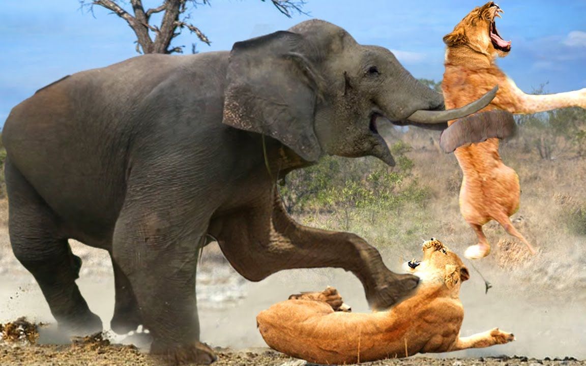 狮群下黑手小象遭殃,成年大象疯狂攻击,场面异常激烈!