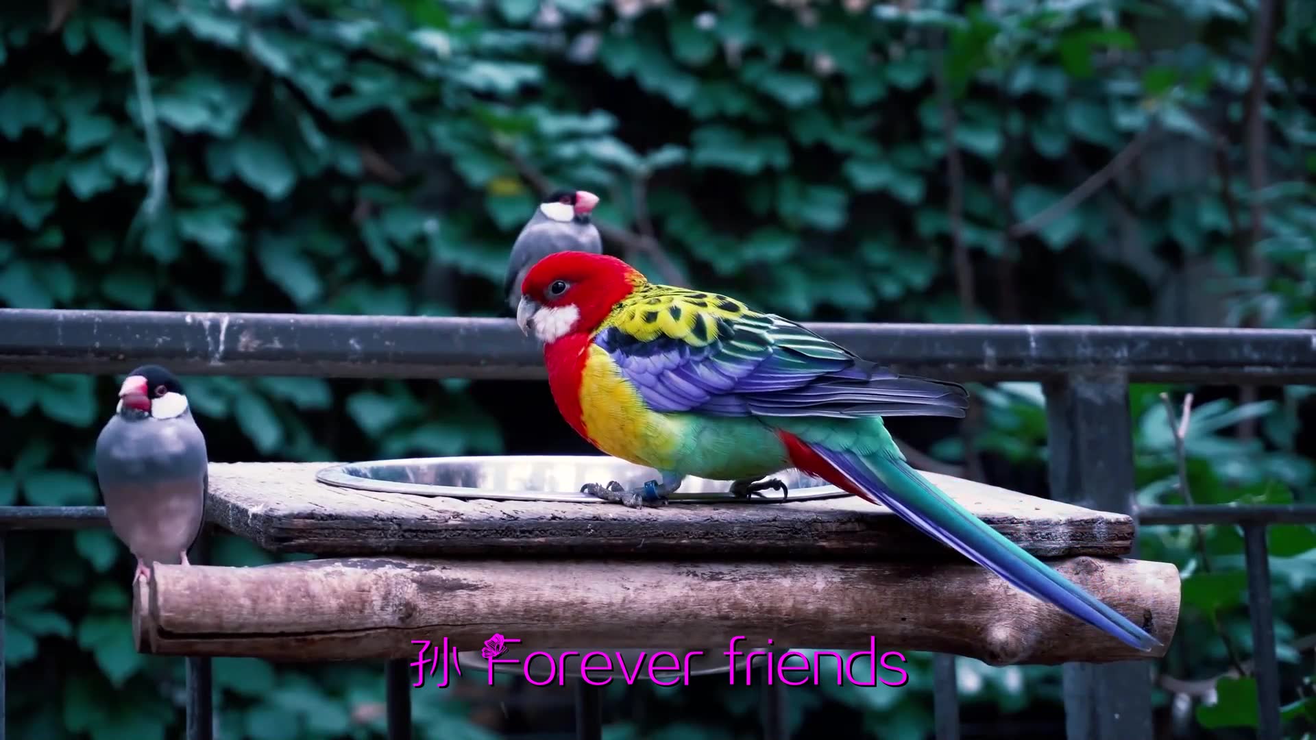 [图]怀旧经典老歌歌词《ForeverFriends》