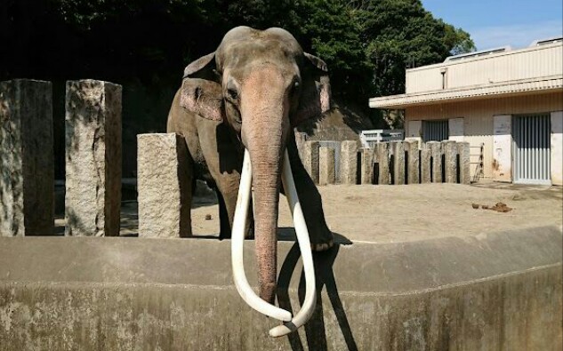 横滨市立金泽动物园的一头明星长牙亚洲象