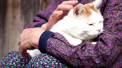猫叔 膝の上のしろ 哔哩哔哩 Bilibili 猫叔 膝の上のしろ 哔哩哔哩 Bilibili