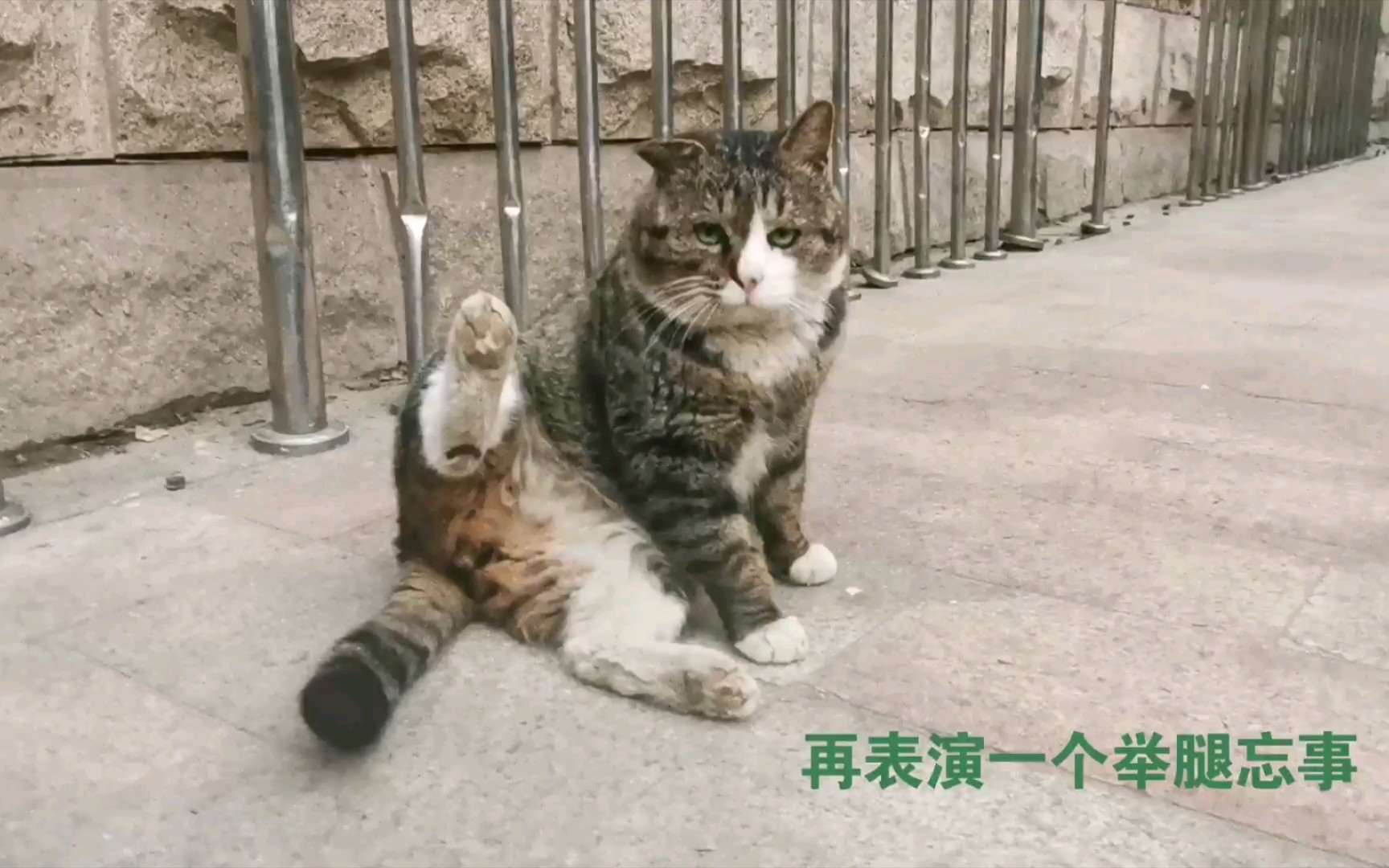 啥是耐看型的猫?这就是耐看型的猫哔哩哔哩bilibili