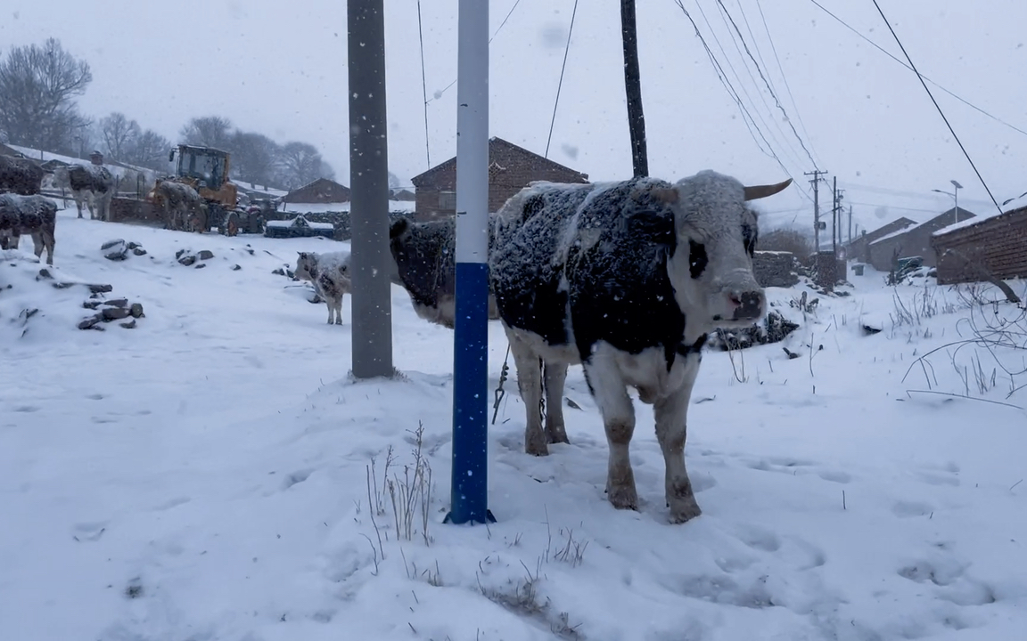 数数有几只傻牛在雪地里玩