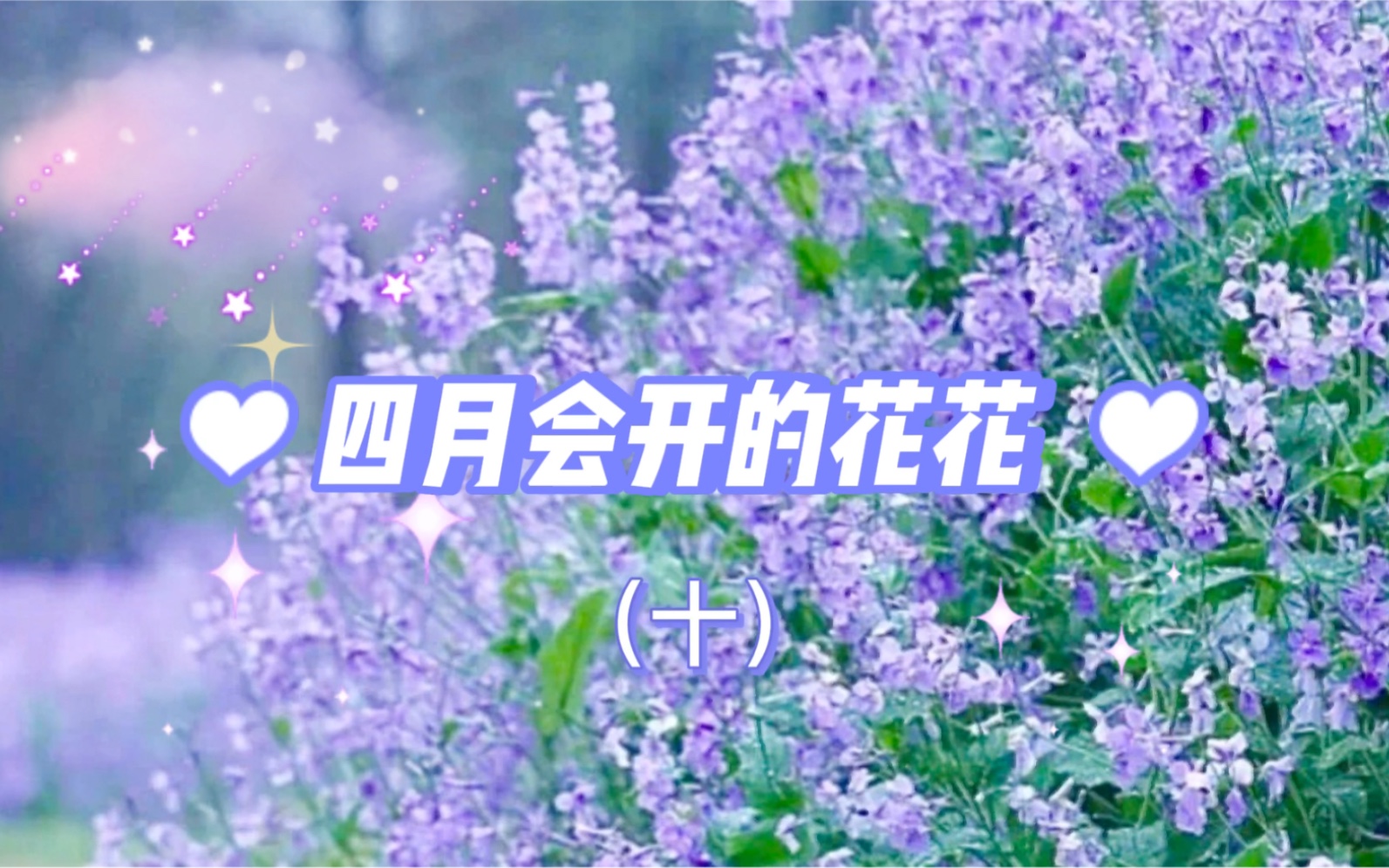 [图]四月会开的花花（十）：梦幻紫色二月兰