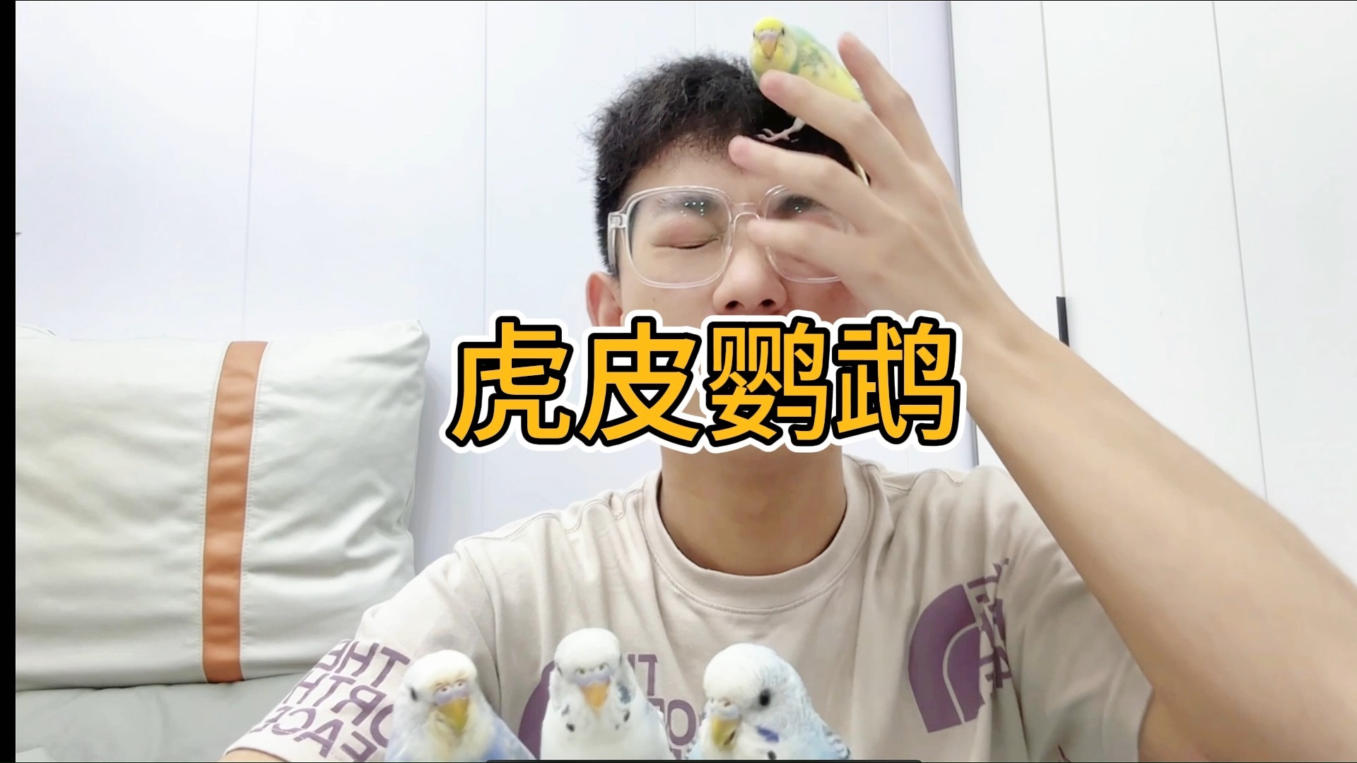 虎皮鹦鹉里面还有那么多颜色!快来看看吧!哔哩哔哩bilibili