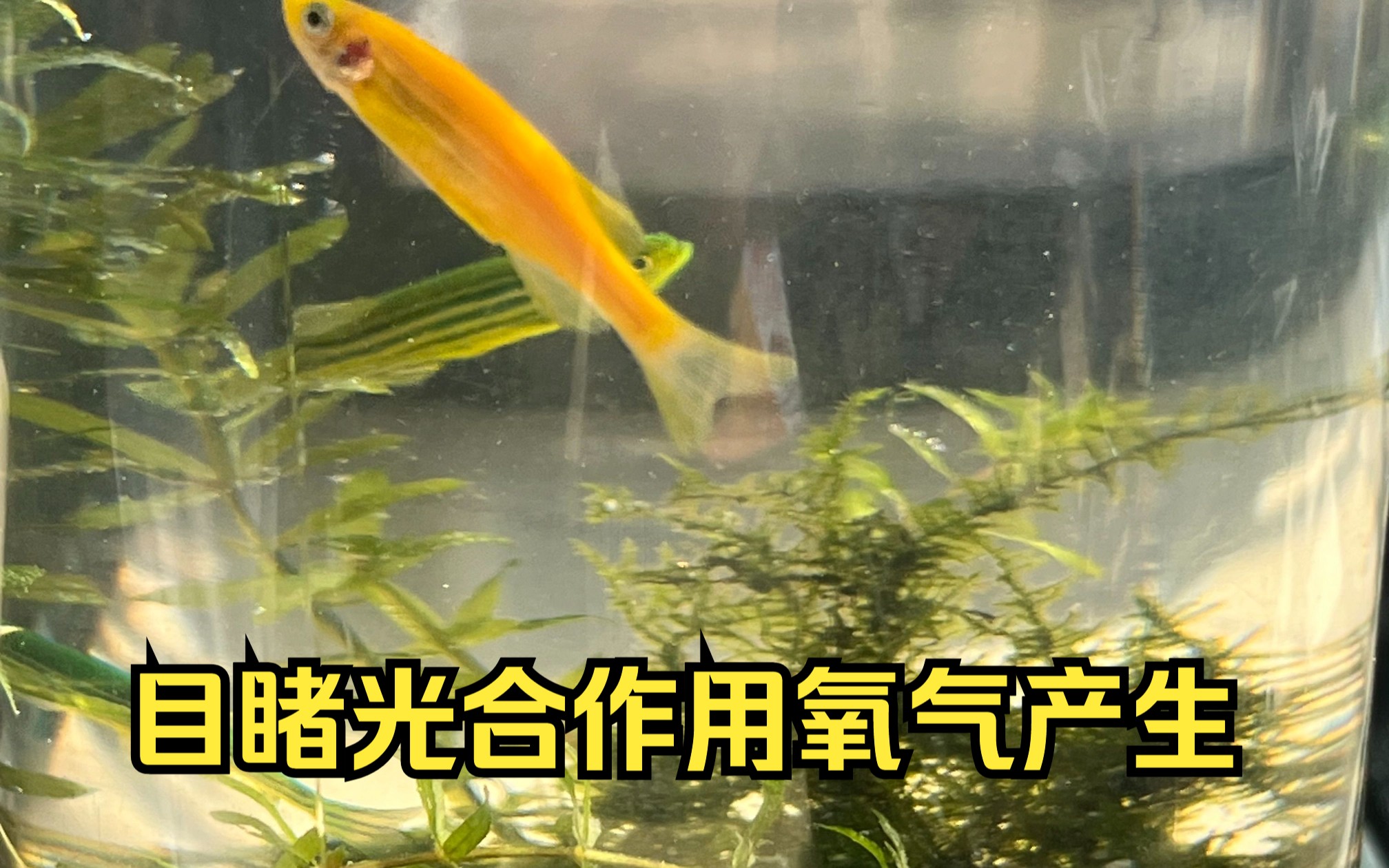 眼见为实,植物光合作用产生氧气的过程哔哩哔哩bilibili