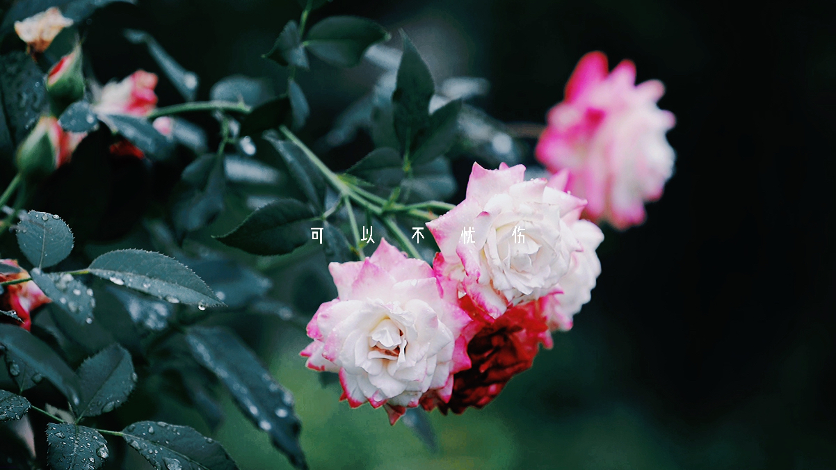 [图]雨后的花，自带伤感情绪。