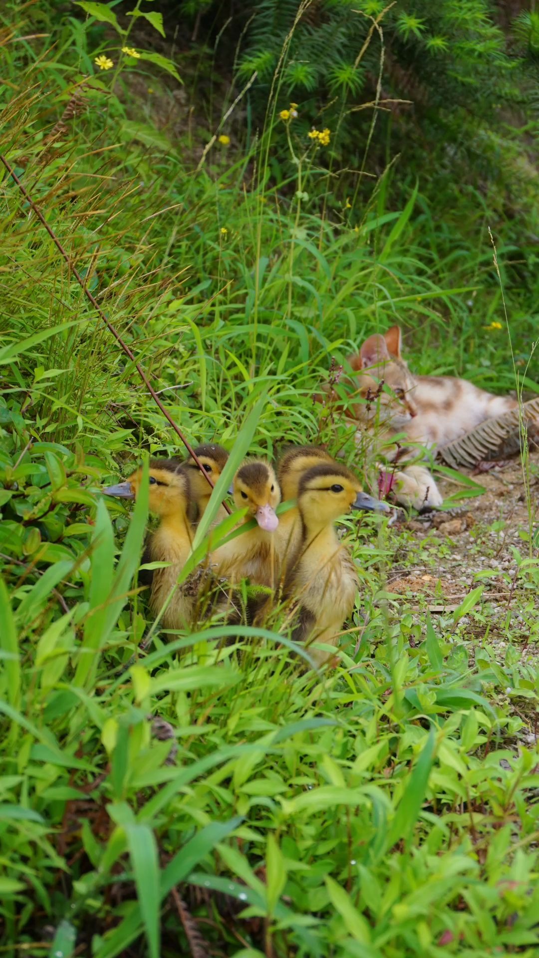 菠萝偷懒 玉米牧鸭