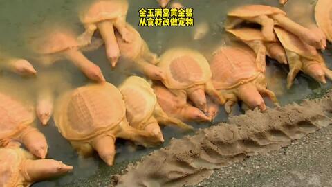 金玉满堂黄金鳖 从食材改做宠物 哔哩哔哩