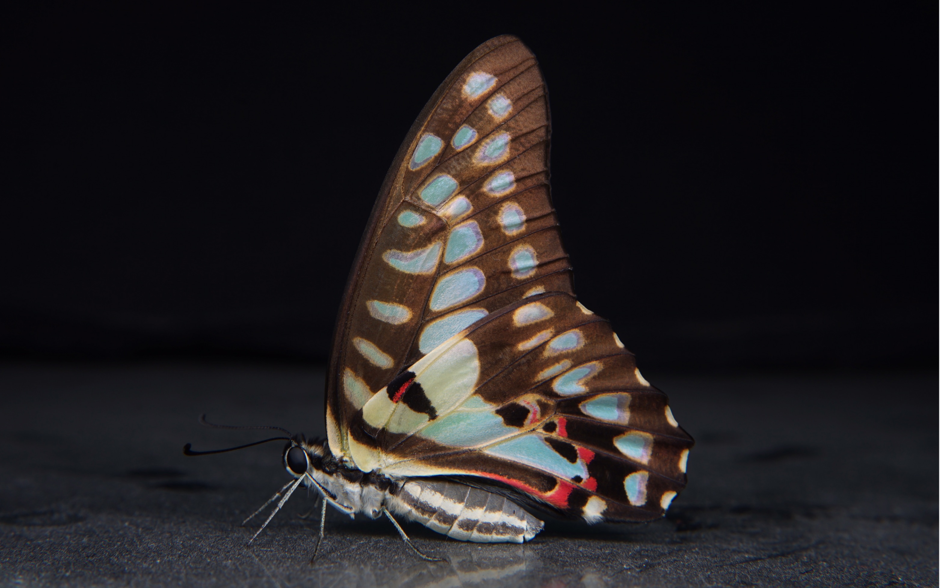 木兰青凤蝶 羽化