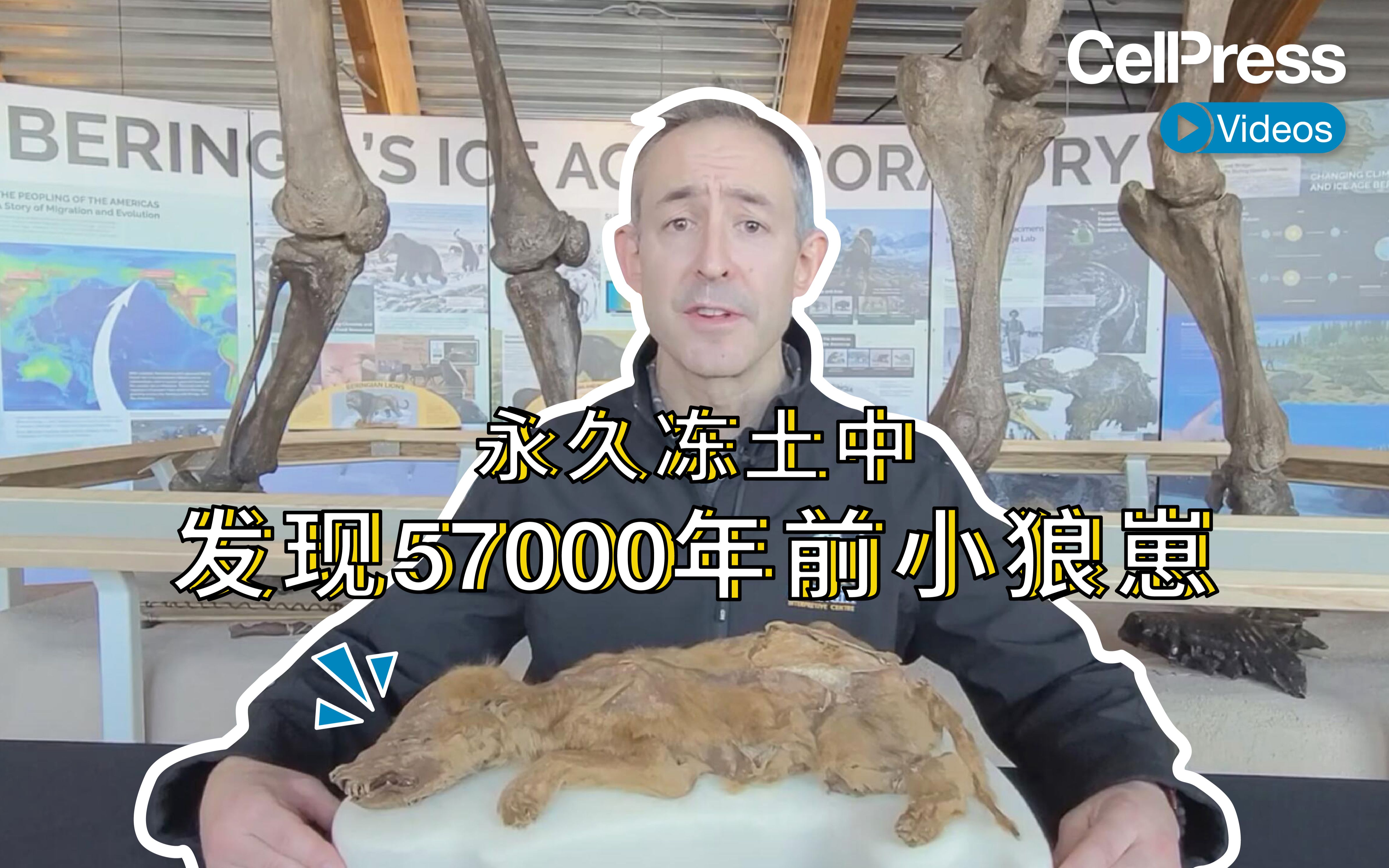 永久冻土中发现57000年前小狼崽!【CellPress细胞科学】哔哩哔哩bilibili