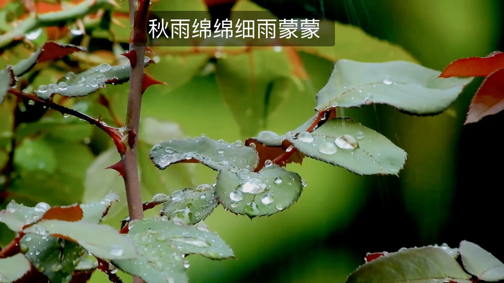 [图]秋雨绵绵细雨蒙蒙