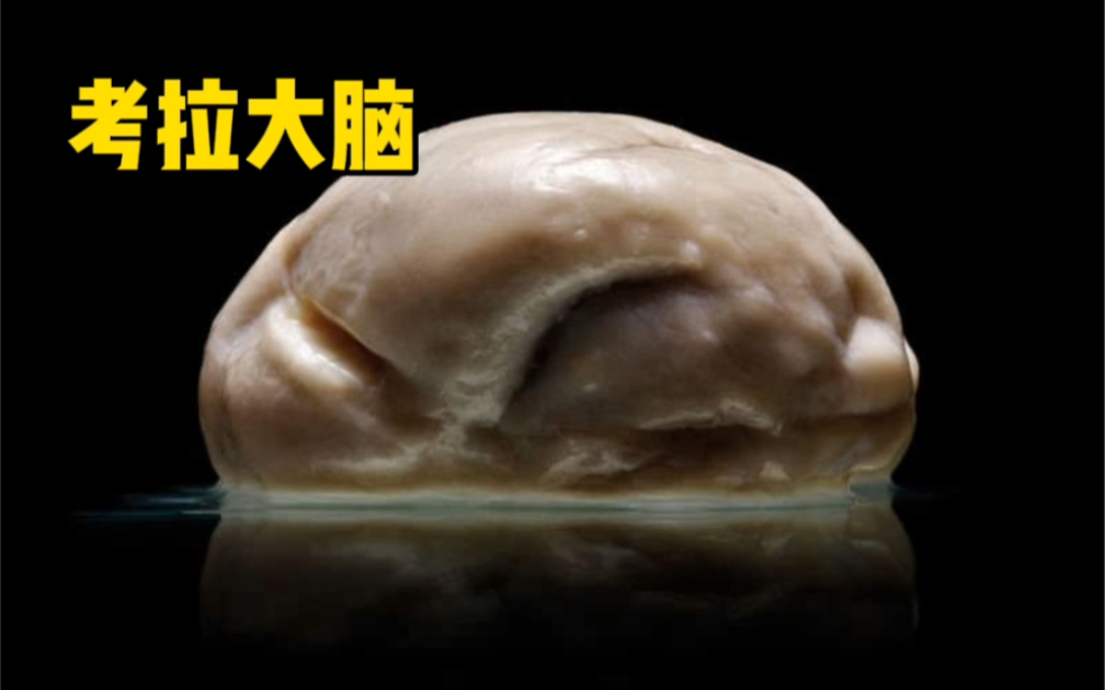 活动作品考拉的大脑太光滑苍蝇上去脚都打滑