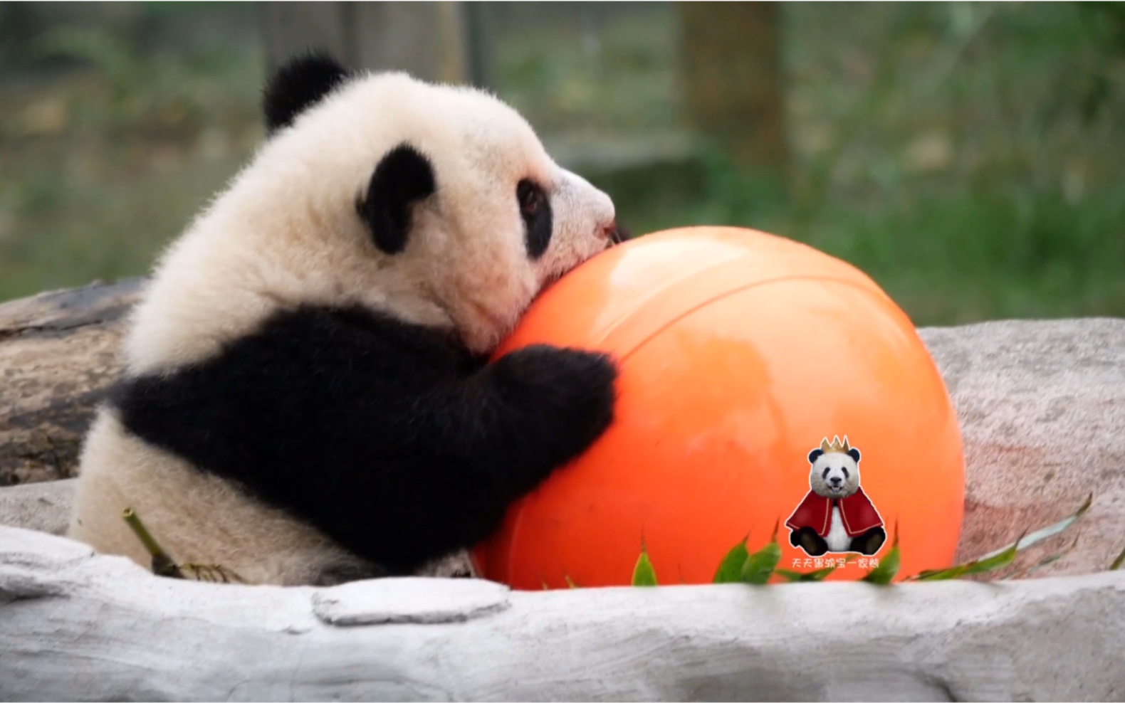 【大熊猫重重】黑白熊猫球比橘色球球更可爱耶!