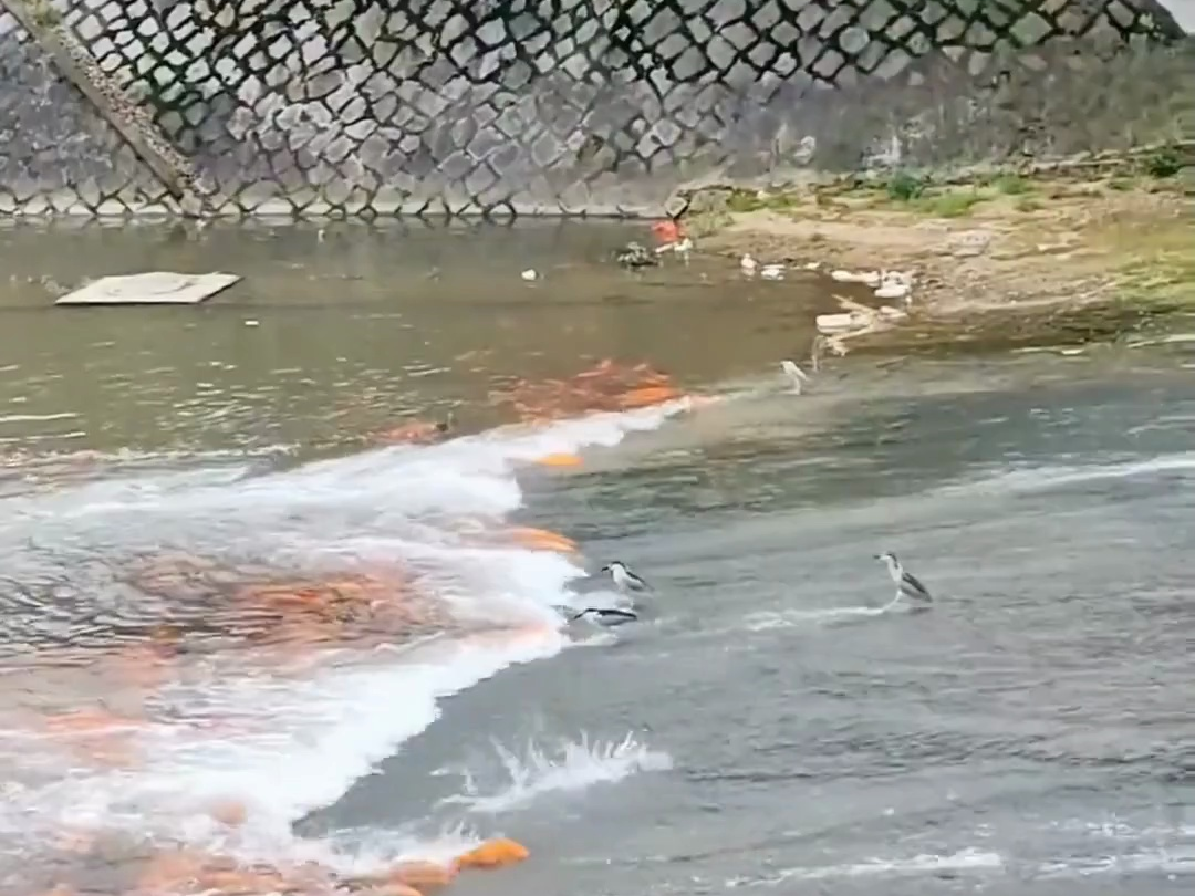 逆流河上万仙退