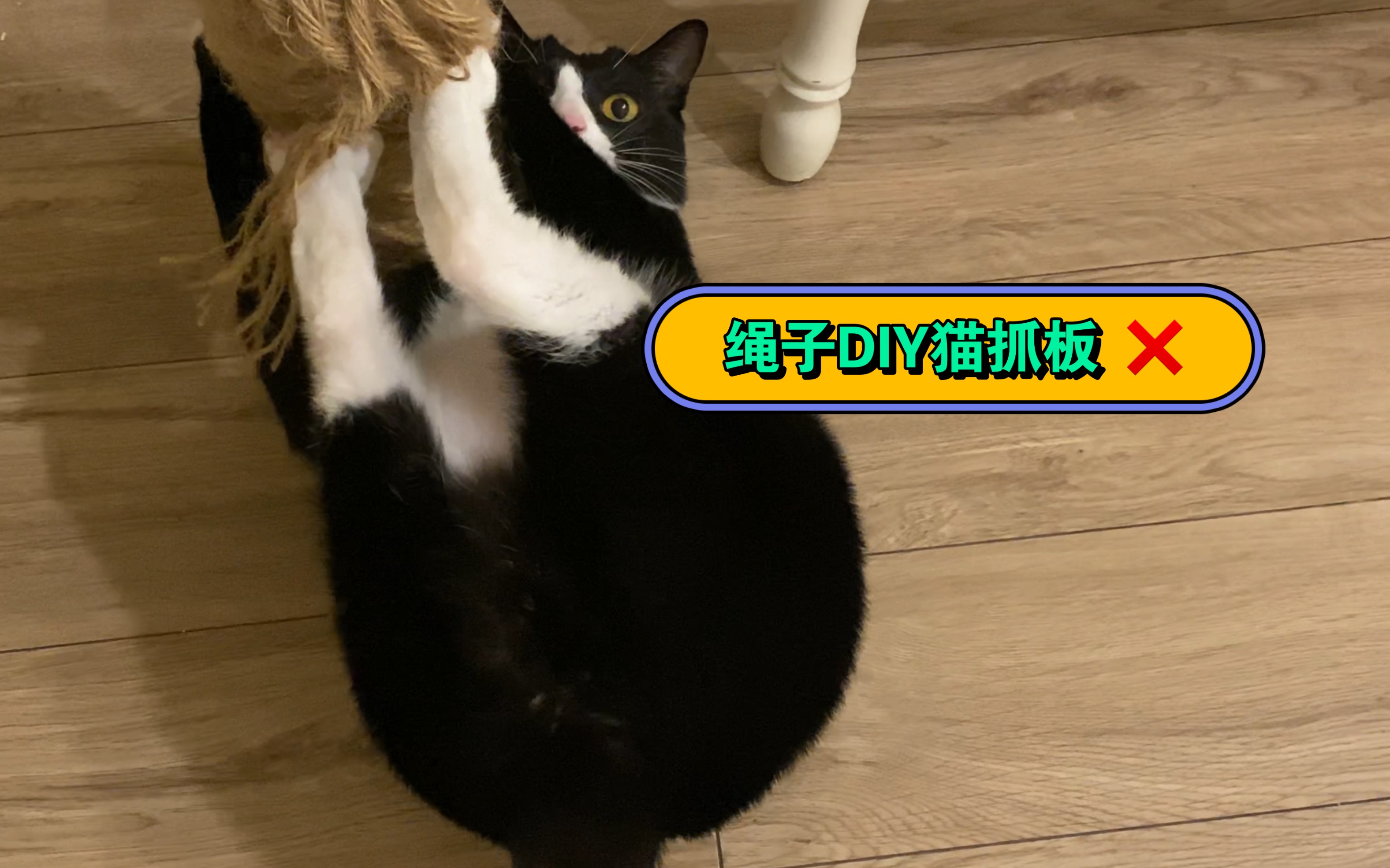 自制猫玩具是失败还是成功?铲屎官谨慎种草!猫和人都沉默了