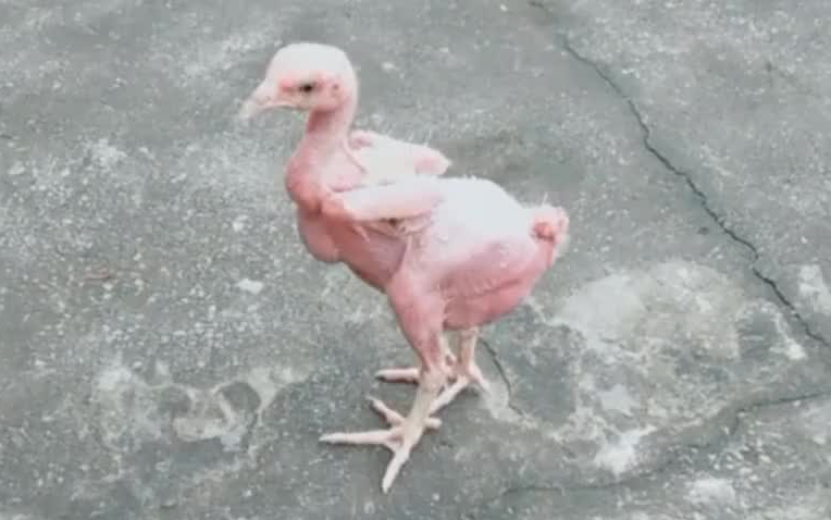 堪比中央电视台的动物世界栏目一毛不拔的铁公鸡