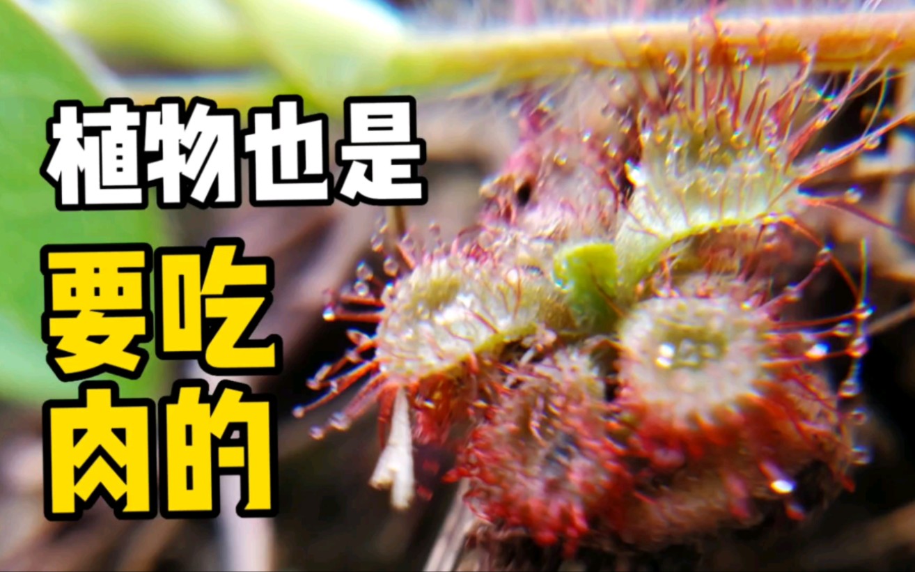 【食虫植物/科普】绿化带里的野生锦地罗茅膏菜哔哩哔哩bilibili