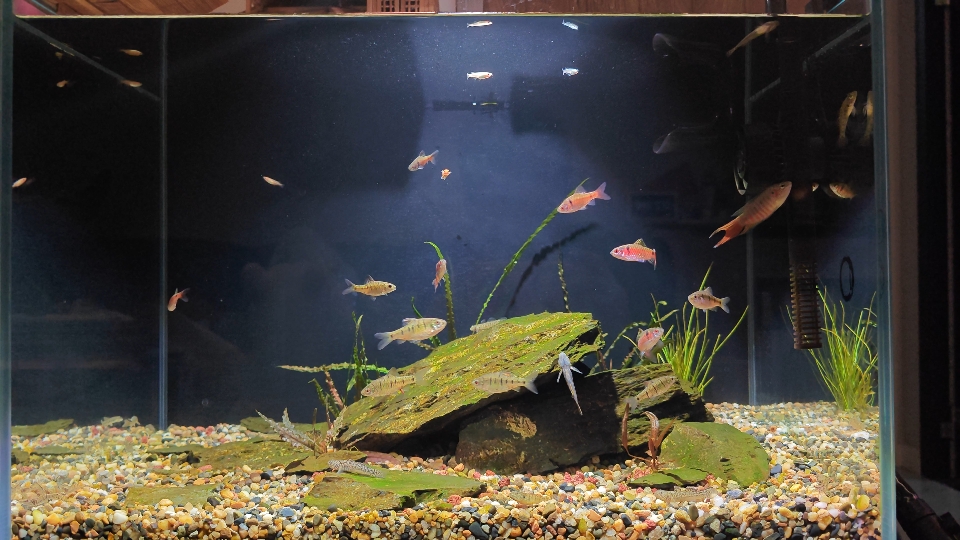 60原生缸日常更新