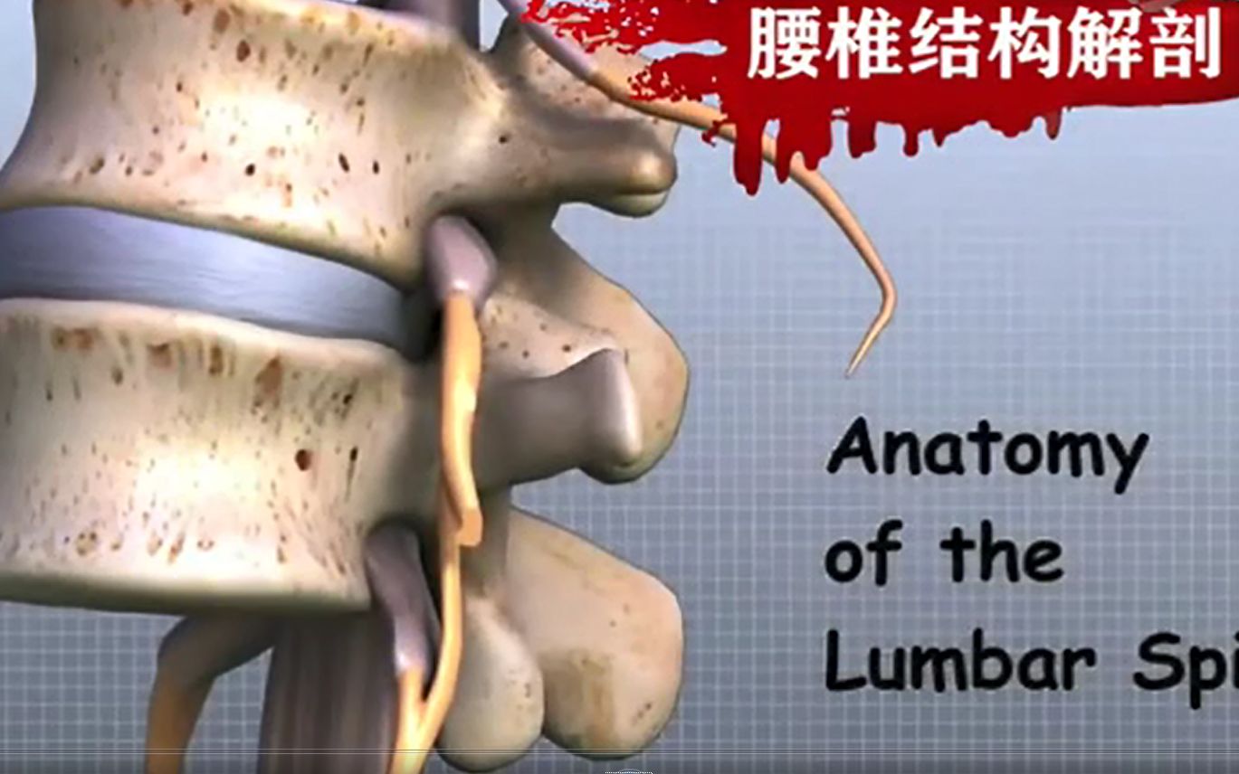 影像医学 | 腰椎解剖视频哔哩哔哩bilibili