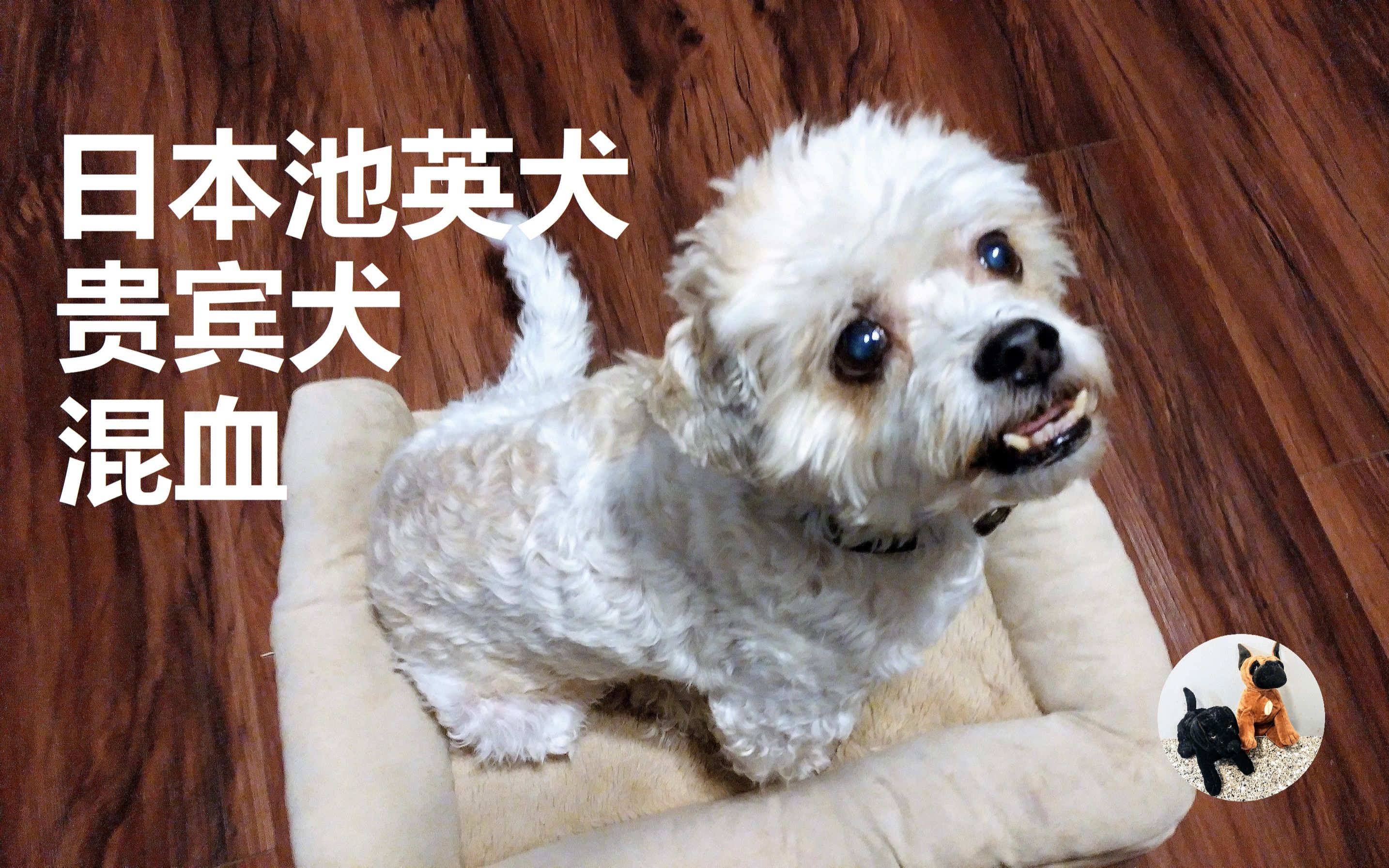 20210301 日本池英犬贵宾犬混血(2岁3月大14磅重)嚎叫_哔哩哔哩_bili