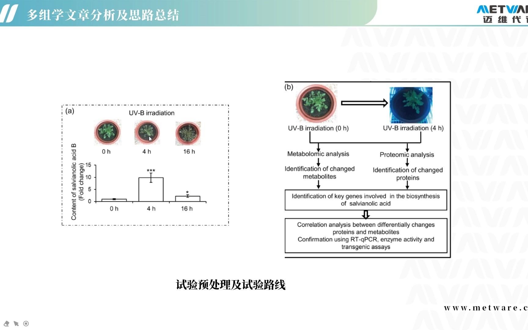 代谢组/转录组/蛋白组/迈维代谢文献解读:多组学及转基因技术揭示UVB辐射通过激活SmNAC1表达促进单酚酸的合成哔哩哔哩bilibili