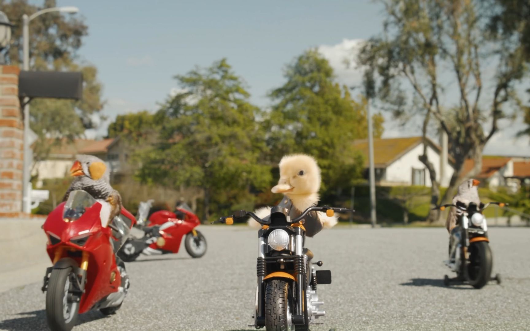 小鸭子学会骑摩托车,这可把鸭妈妈急坏了,搞笑动物短片
