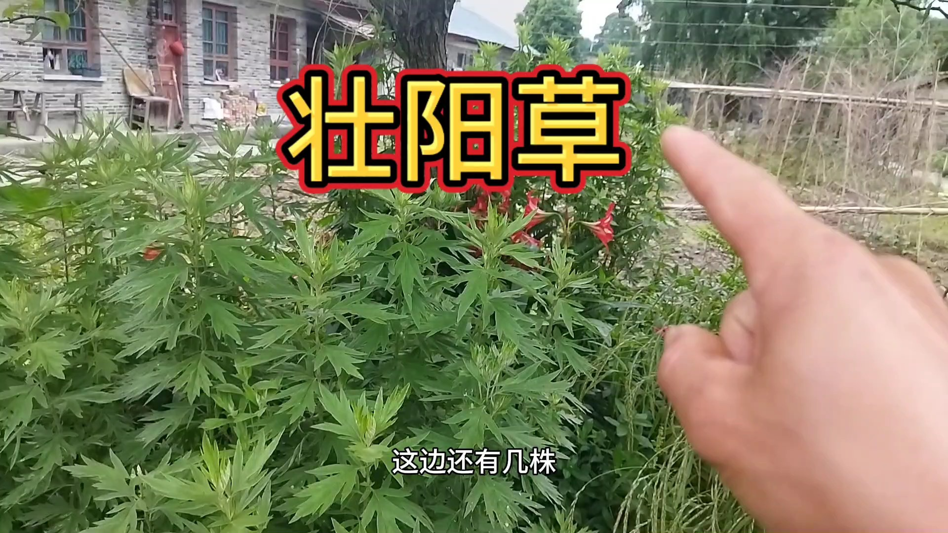 农村随处可见的“壮阳草”到处都是,很多人一辈子都不认识哔哩哔哩bilibili