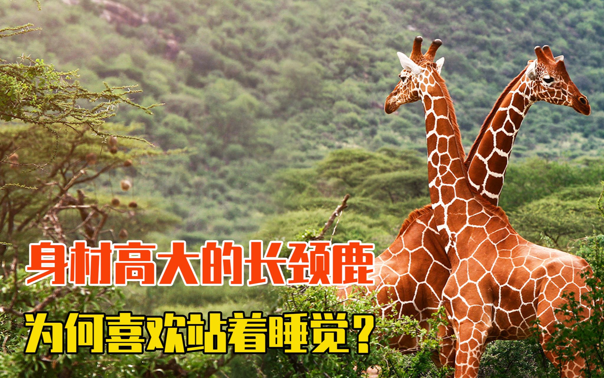 一脚踢飞狮子,身材高大的长颈鹿,为何喜欢站着睡觉?